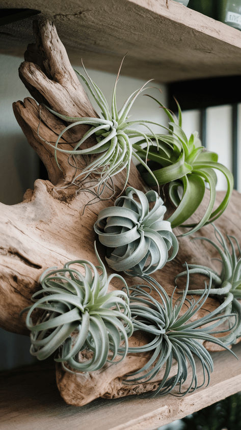 Create a stunning display with air plants and driftwood! A unique, low-maintenance decor piece that brings a touch of nature indoors. Perfect for small spaces! Air Plants On Driftwood, Driftwood Air Plant Holder, Air Plant Holder Ideas, Displaying Air Plants, Air Plant Decor Ideas, Air Plants Display Ideas, Air Plants Diy Display, Airplant Displays, Airplants Display Ideas