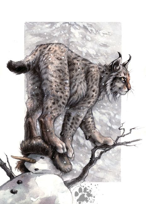 Lynx Lynx by screwbald.deviantart.com on @deviantART Lynx Cat Art, Lynx Art Drawings, Lynx Drawing Sketch, Lynx Cat Drawing, Lynx Drawing, Lynx Illustration, Lynx Tattoo, Lynx Lynx, Big Cats Art