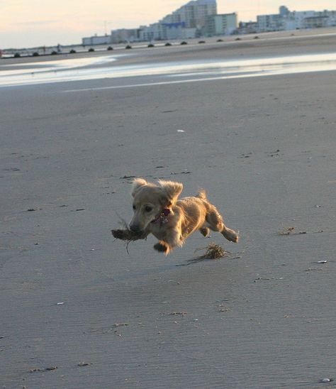 Ahhh so cute, just like Bella! Long Haired Miniature Dachshund, Dachshund Breed, English Cream, Dachshund Funny, Clever Dog, Dapple Dachshund, Long Haired Dachshund, Popular Dog Breeds, Most Popular Dog Breeds