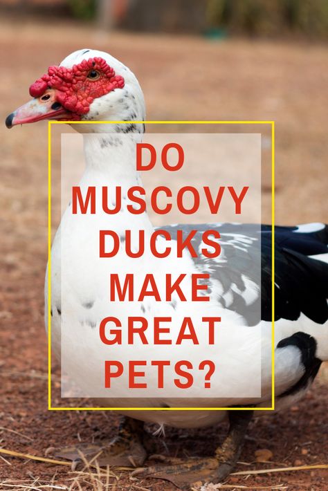 Can muscovy ducks fly? Know their lifespan here! Muscovy Ducks Raising, Quack Shack, Muscovy Ducklings, Muscovy Ducks, Male Duck, Birds Toys, Coturnix Quail, Ducky Duck, Chickens For Beginners