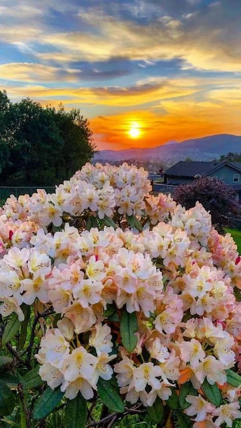 Valley Of Flowers, Amazing Sunsets, Beautiful Sunrise, Beautiful Places Nature, Desert Rose, Exotic Plants, Beautiful Nature Pictures, Flower Beauty, Beautiful Scenery