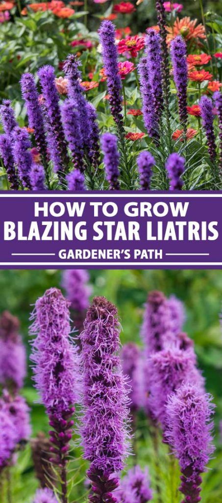 Blazing Star Flower, Liatris Spicata, Purple Perennials, Summer Gardens, Blazing Star, Sun Loving Plants, Cut Flower Garden, Pollinator Garden, Flower Spike