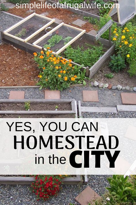 Have you ever wanted to homestead but thought you couldn't because you don't live in the country?  There are many things you can do to be self-sufficient while living in the city. Homestead In The City, Self Sufficient Living In The City, City Homestead, Apartment Homesteading, Suburban Homesteading, Fantasy Farm, Homesteading Tips, Vegetable Garden Diy, Grow Food