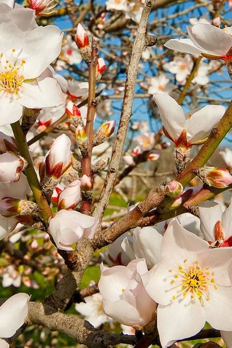 Check out "Almond Tree Blossom" in Portugal Almond Tree Blossom, Tree Photoshop, Almond Blossoms, Tree Blossom, Apricot Blossom, Almond Tree, Bee Wall, Greek Gods And Goddesses, Dappled Light