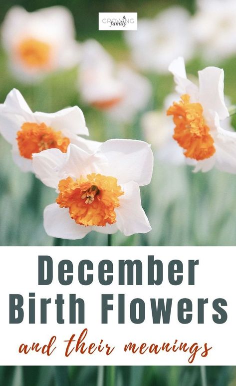 What Is Decembers Birth Flower, December Flower Narcissus, Narcissus Flower Meaning, Birth Flower For December, December Flower Tattoo Birth Month, December Birth Flower Tattoo Narcissus, December Birth Flowers, December Birth Flower Narcissus, Birth Flower Painting