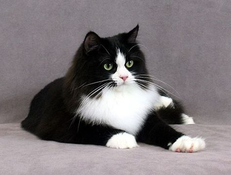 Black ragamuffin cat Cat Tuxedo, Bicolor Cat, Ragamuffin Cat, Bad Diet, Ragamuffin, Tuxedo Cats, Ragdoll Kitten, Norwegian Forest Cat, Apricot Jam