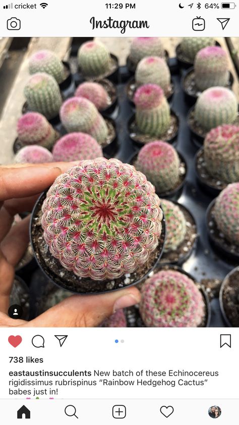 Echinocereus Rigidissimus Ruprispinus aka Rainbow Hedgehog Cactus Hedgehog Cactus, Succulent Gardens, Plants Garden, Cactus Y Suculentas, Succulent Plant, Growing Flowers, Succulents Garden, Cacti And Succulents, Planting Succulents