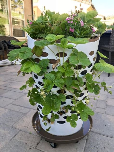 Strawberry Planters Diy, Green Witchery, Land Scaping, Strawberry Tower, Diy Laundry Basket, Beautiful Flower Garden, Diy Container Gardening, Kids Gardening, Plants Vegetables