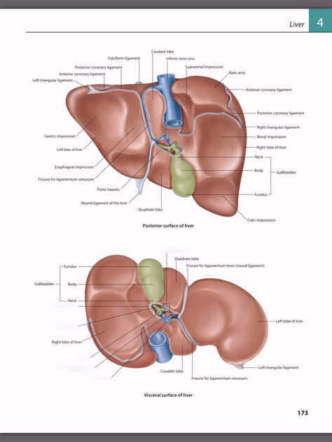 The Liver - Porta Hepatis Diagram | Quizlet Liver Notes Anatomy, Liver Notes, Liver Diagram Anatomy, Liver Diagram, Function Of Liver, Cirrhotic Liver, Medical Diagrams, Liver Anatomy, University Lectures