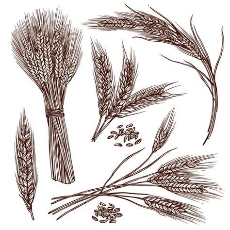 Wheat Sketch, Wheat Drawing, Wheat Tattoo, Wheat Vector, Wheat Fields, Desenho Tattoo, Vector Drawing, Creative Sketches, Hand Drawing