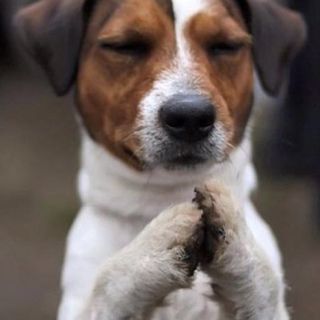 Namaste Chien Jack Russel, Newborn Puppies, Jack Russell Dogs, White Dog, Russell Terrier, Jack Russell Terrier, Little Dogs, Jack Russell, 귀여운 동물