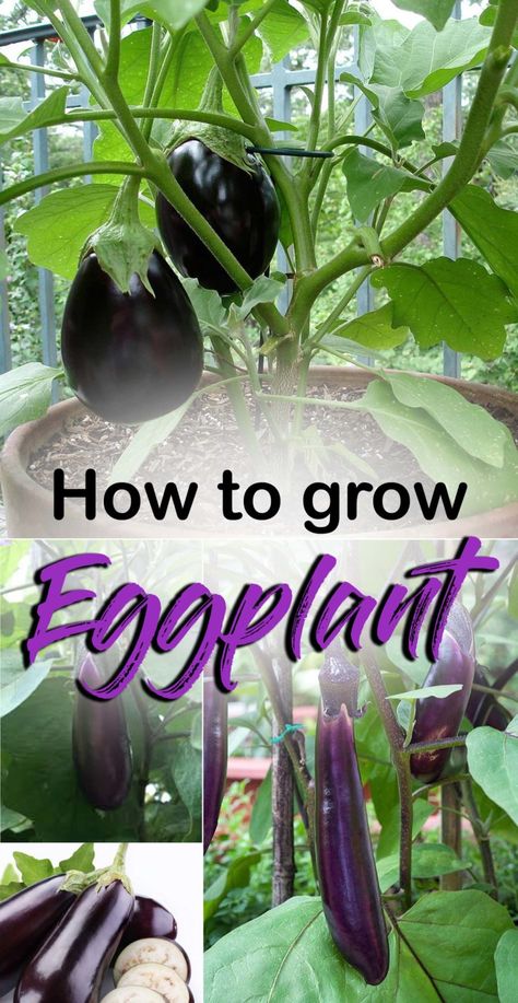 Benefits Of Eggplant, Grow Eggplant, Growing Eggplant, Growing Organic Tomatoes, Tomato Farming, Growing Tomatoes In Containers, Container Vegetables, Indoor Vegetable Gardening, Organic Vegetable Garden