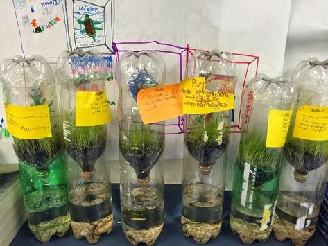 Bottle Ecosystem Project, Biome In A Bottle, Ecosystem Classroom Decorations, Biosphere Ecosystem, Biosphere Project, Self Sustaining Ecosystem, Biology Classroom Decorations, Plant Science Fair Projects, Ecosystem In A Bottle