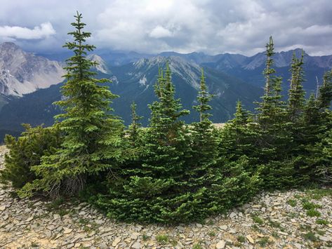 Fat Albert Blue Spruce, Subalpine Fir, Canadian Mountains, Mount Assiniboine Provincial Park, Austrian Pine Tree, Native Tribe Forest Trees, Ancient Bristlecone Pine Forest, Boreal Forest, Photo C