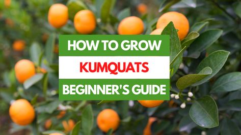 Unlock the secret to a vibrant and productive home garden with Fortunella spp., commonly known as Kumquats. This tangy, bite-sized citrus fruit is a joy to grow and a treat to consume. Embark on a journey of cultivating your own kumquats, armed with all the crucial do’s and don’ts to avoid common gardening missteps. Quick Reference Guide for Growing Kumquats Best Time to Plant Spring or early summer Soil PH 5.5 to 6.5 Water Needs Keep soil damp, not soggy or dry Sunlight Requireme... Dessert Pots, Kumquat Tree, Garden Container, Soil Ph, Citrus Trees, Harvest Time, Growing Seeds, Sweet Tarts, Citrus Fruit