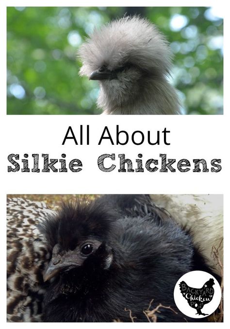 Poultry Breeds, Urban Chicken Farming, Baby Chicks Raising, Chicken Incubator, Bantam Chickens, Urban Chickens, Silkie Chickens, Best Chicken Coop, Backyard Flocks