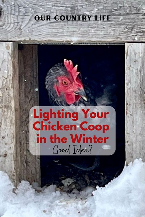 Discover the controversy behind lighting up your chicken coop in the winter. Our Country Life breaks down the pros and cons, from providing cozy warmth to boosting egg production. Find out if adding some brightness to your feathered friends' lives is a must-do or just a myth! Lighting chicken coop in winter? Let's shed some light on the debate and make your chickens cluck with happiness! #happychickens #ourcountrylife Lights In Chicken Coop, Chicken Coop Christmas Lights, Chicken Coop Ideas For Winter, Chicken Coop Lighting Ideas, Chicken Coop Winter, Country Living Decor, Small Chicken Coops, Chickens In The Winter, Duck Coop