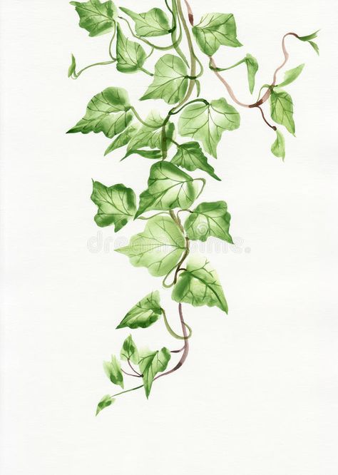 Ivy leaves. Watercolor painting of green ivy branches and leaves on white stock illustration Lukisan Pokok, Hur Man Ritar Blommor, Vine Drawing, Ivy Leaves, Ivy Plants, Green Ivy, Hur Man Målar, Leaf Drawing, Seni Cat Air