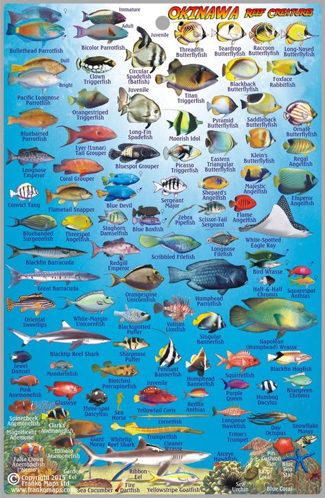 Okinawa Dive Guide & Fish ID Fish Chart, Saltwater Aquarium Fish, Fauna Marina, Reef Fish, Salt Water Fishing, Salt Water Fish, Fishing Cards, Types Of Fish, Saltwater Aquarium