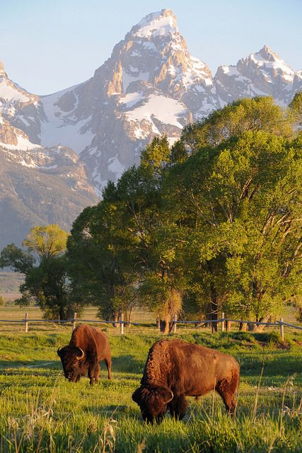 Mule Deer, Jackson Hole, Yellowstone National Park, Mountain Range, 귀여운 동물, Wyoming, Beautiful World, Beautiful Landscapes, The Great Outdoors