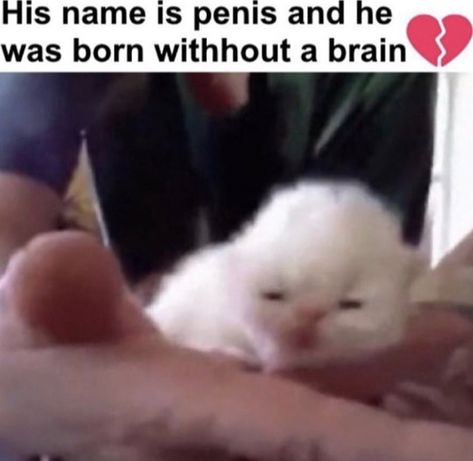 Animals With Captions, Silly Cats Pictures, Silly Animals, Silly Cats, Funny Me, Animal Memes, Funny Laugh, Cat Pics, Cat Memes