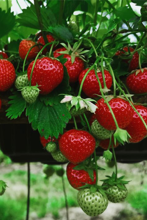 Backyard Simple, How To Grow Strawberries, Types Of Strawberries, Everbearing Strawberries, Strawberry Varieties, Grow Strawberries, Straw Mulch, Berry Plants, Fruits Photos