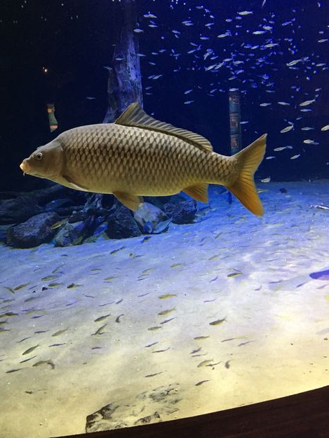 Small Mouthed Buffalo Fish Buffalo Fish, Aquarium Pics, Interesting Fish, Buffalo New York, Fish Fish, The Circus, Jungle Animals, Goldfish, Fish Tank