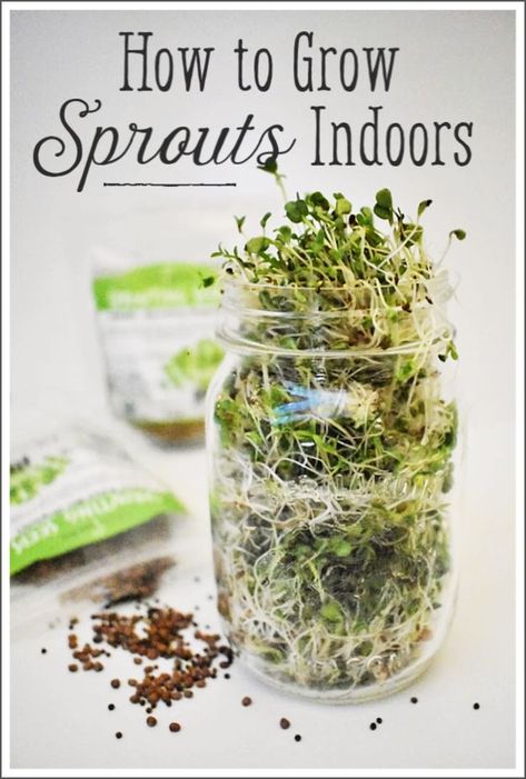 How to grow sprouts indoors | Indoor growing | Grow food indoors | Grow sprouts in sprouting trays | Grow sprouts in Mason jars #sprouts #indoorsprouts #gardening #homesteading Mason Jar Microgreens, Mason Jar Sprouts, Sprouts In Mason Jar, How To Grow Microgreens Mason Jars, How To Grow Sprouts In A Jar, Growing Sprouts In A Jar, Diy Sprouting Trays, Microgreens Growing Indoor, Beginner Homesteading