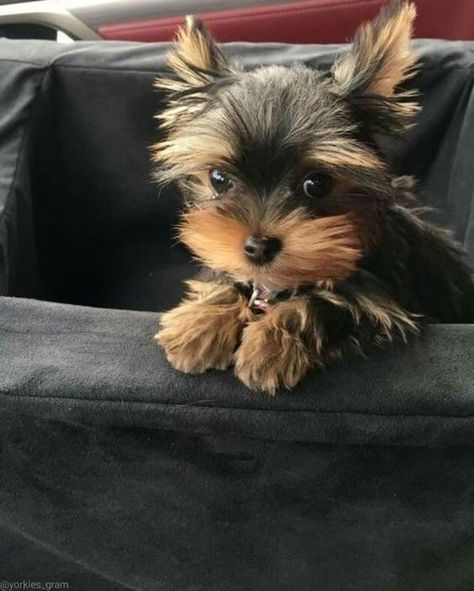 Black And White Yorkie, Shorkie Dogs, Yorkie Puppy Care, Puppy Ideas, Teacup Yorkie Puppy, Baby Snoopy, Cute Small Dogs, Puppy Mom, Goofy Dog