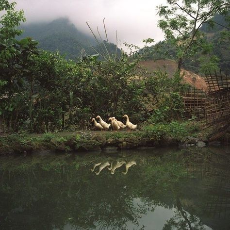 themes - landside - Wattpad Duckling Aesthetic, Calm Life, Runner Ducks, Canada Geese, Small Pond, Rustic Backyard, Farm Photography, Ugly Duckling, Cottagecore Aesthetic