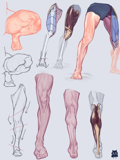 Anatomy Construction, Leg Anatomy, Human Muscle Anatomy, Anatomy Tutorial, Human Anatomy Drawing, Body Drawing Tutorial, Human Anatomy Art, Human Drawing, Anatomy Sketches