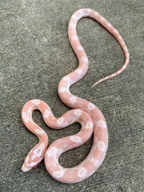 Snow Corn Snake, Snakes For Sale, Corn Snakes, Cool Snakes, Pretty Snakes, Snake Drawing, Reptile Room, Corn Snake, Cute Reptiles