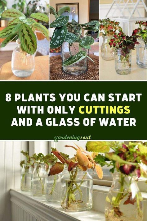 Indoor Plant Hacks, Pothos In Water, Water Plants Indoor, Plants Grown In Water, Plant In Glass, Plants In Jars, Indoor Water Garden, Plants In Bottles, Plant Maintenance