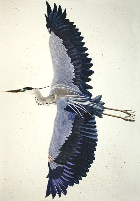 Heron Flying, Heron Tattoo, Flying Tattoo, Stained Glass Window Film, Skeleton Tattoos, Driftwood Sculpture, Woodcuts Prints, Tattoo Project, Green Bird