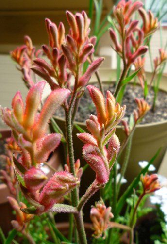 Growing Kangaroo Paws in Containers. Kangaroo Paw Plant, Paw Ideas, Desert Landscape Front Yard, Landscape Front Yard, Apartment Gardening, Australian Native Garden, Waterwise Garden, Australian Natives, Yard Plants