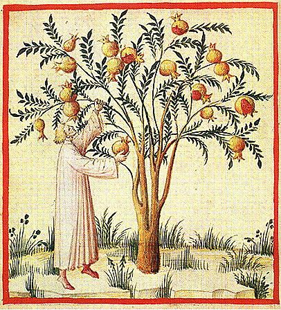 Harvesting pomegranates. The Tacuinum of Rouen - early 15th century Medieval Farming, Illuminated Manuscript Art, Medieval Garden, Medieval Food, Pomegranate Tree, Art Medieval, World Tree, Medieval Life, Illustration Botanique