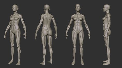 Aaron Martin - Simplified Anatomy Basemesh - 3-Pack Aaron Martin, Man Anatomy, Female Artwork, Character Design Girl, Female Anatomy, Cute Laptop Stickers, Anatomy Drawing, Animation Reference, Anatomy Reference