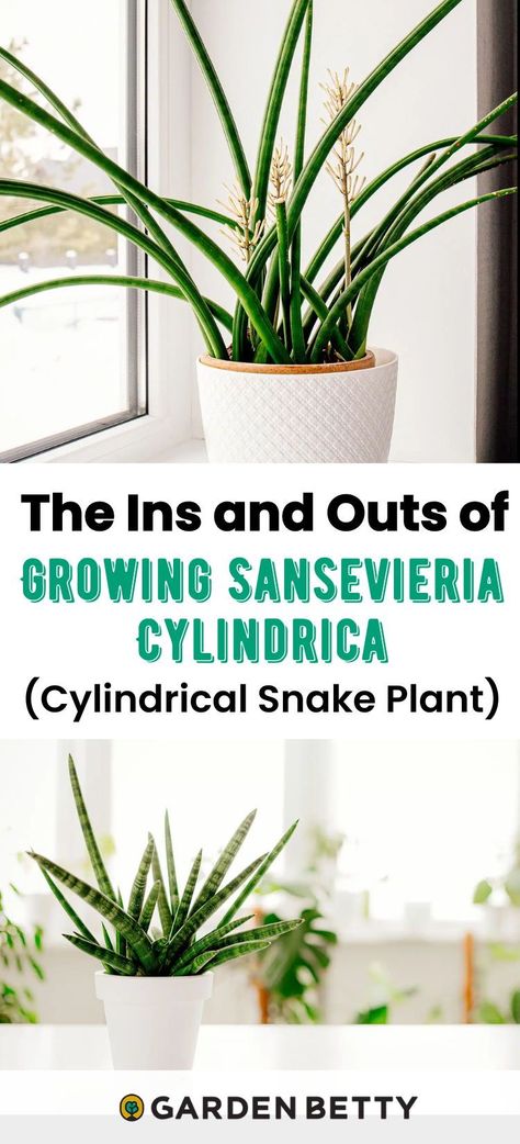 If you want a sturdy and attractive plant that’s forgiving and reliable, look no further than the cylindrical snake plant. This indoor plant is a great choice for houseplant enthusiasts with its unique Medusa-like leaves and tolerance of less-than-ideal conditions. Here’s what you need to know about Sansevieria cylindrica plant care. Sansevieria Plant Care, Snake Plant Cuttings In Water, Propagating Snake Plant In Water, Sayuri Snake Plant, Types Of Sansevieria Plant, Cylindrical Snake Plant, Snake Plant Cylindrical, Sansevieria Cylindrica, Growing Organic Vegetables