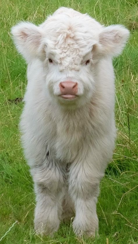 Fluffy Cow, Mini Goats, Highland Calf, Scottish Cow, Cow Photos, Mini Cows, Baby Highland Cow, Scottish Highland Cow