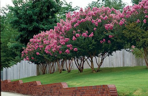 Fence Shrubs, Blooming Backyard, Crepe Myrtle Trees, Myrtle Tree, Crepe Myrtle, Crape Myrtle, Have Inspiration, Garden Trees, Small Trees