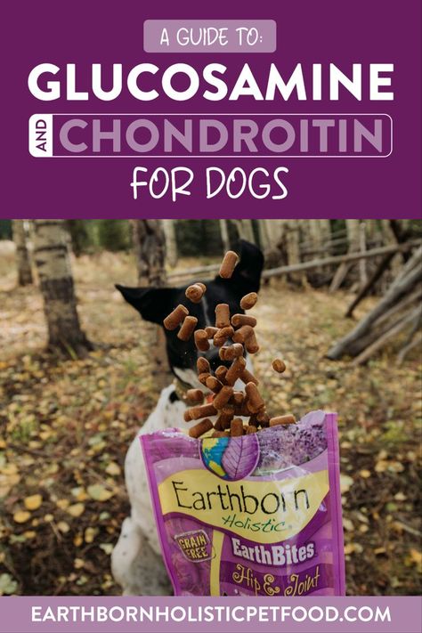 It’s vital to take some extra steps to keep your dog’s joint health in good condition. One of the best things to do is give them glucosamine and chondroitin for dogs. Find out how glucosamine and chondroitin in dog food will keep your pet healthy. Glucosamine For Dogs, Nice Life, Dog Joints, Cat Tips, Dog Cleaning, Dog Nutrition, Animal Nutrition, Adorable Dogs, Regular Exercise