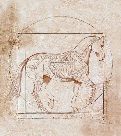 LEONARDO DAVINCI / DIBUJO DE UN CABALLO                                                                                                                                                     More Tatoo Dog, Istoria Artei, Horse Anatomy, Star Stable, Horse Tattoo, Horse Drawing, Horse Drawings, Model Horses, Equine Art