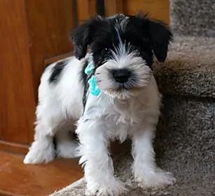 Black, Silver, Parti Colored Miniature Schnauzers | Fernweh Schnauzers Black And White Schnauzer, Schnauzer Colors, Parti Schnauzer, Miniature Schnauzer Black, White Schnauzer, Black Schnauzer, Miniature Schnauzer Puppies, Miniature Schnauzers, Schnauzer Puppy