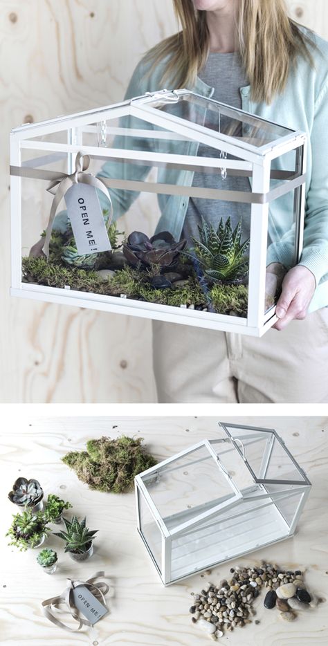 A woman carries an IKEA SOCKER greenhouse filled with moss and succulents. Ikea Socker, Cactus Terrarium, Glass Bookcase, Diy Greenhouse Plans, Indoor Greenhouse, Backyard Greenhouse, Small Greenhouse, Greenhouse Plans, Mini Greenhouse