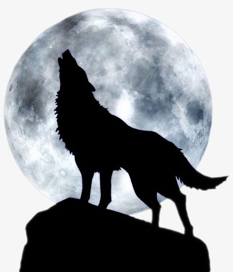 A Wolf, The Moon, Moon, Polyvore, Animals