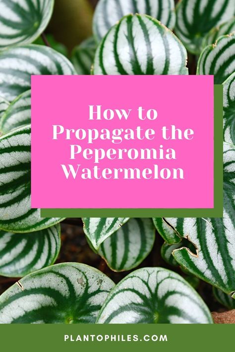 Watermelon Peperomia, Watermelon Plant, Peperomia Plant, Rooting Hormone, Cut Watermelon, Growth Hormone, Root Growth, Diy Greenhouse, Spider Plants