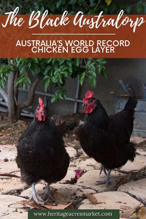 Black Astrolorps Chicken, Black Orpington Chickens, Astrolorps Chicken, Black Australorp Chickens, Australorp Chickens, Garden Chickens, Chicken Egg Colors, Australorp Chicken, Black Australorp