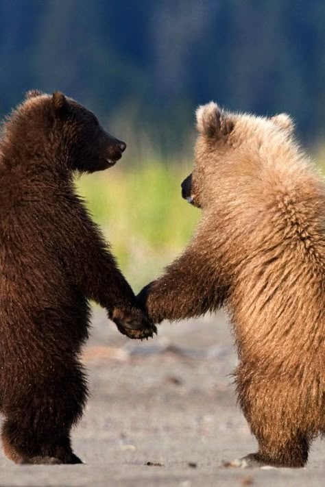 25 Animals that are BFFs - Animals love their friends as much as any human! These range from the unusual to the strange to the just plain cute. Brown Bears, Bears, Black And White, White, Black