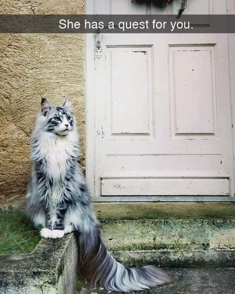 Norwegian Cat, Image Chat, Norwegian Forest, Gorgeous Cats, Beautiful Cat Breeds, Forest Cat, Most Beautiful Cat Breeds, Norwegian Forest Cat, Pretty Animals