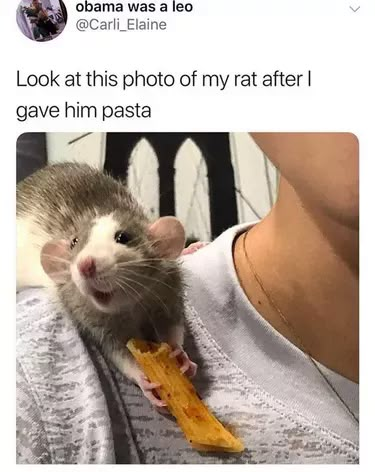 17 Pictures of Rats Being The Most Adorable Pets | Cuteness Rattus Rattus, A Rat, Cute Rats, Hapkido, Pet Rats, 웃긴 사진, Silly Animals, Funny Animal Memes, Nalu